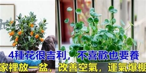 家裡種花風水|改善事業運的花卉